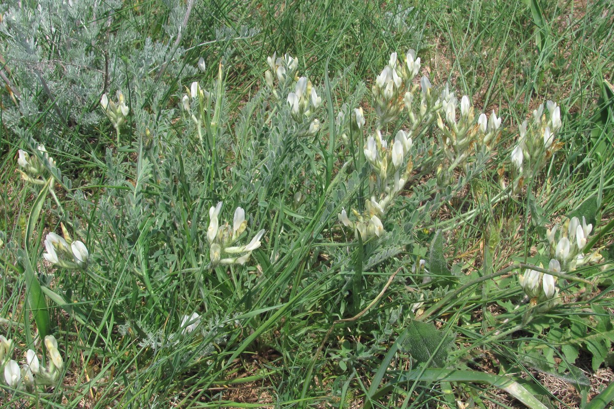 Image of Astragalus reduncus specimen.