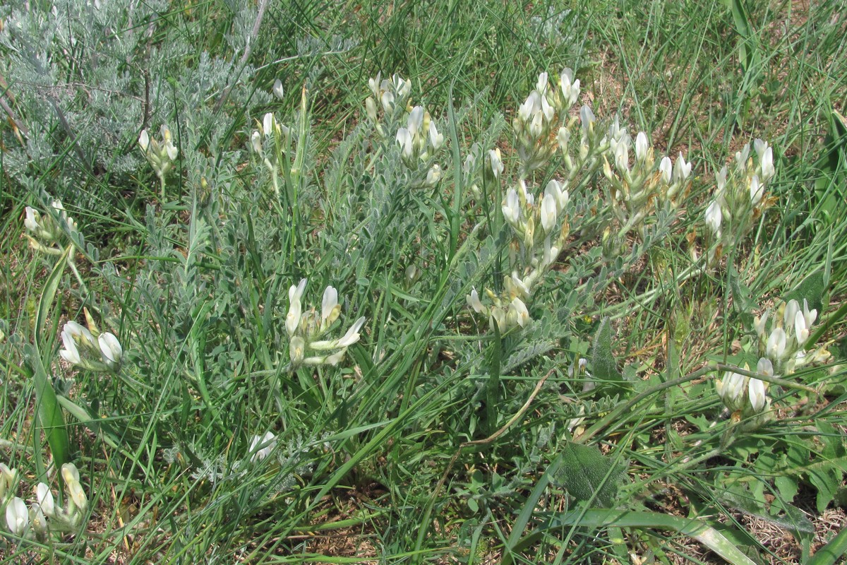 Изображение особи Astragalus reduncus.