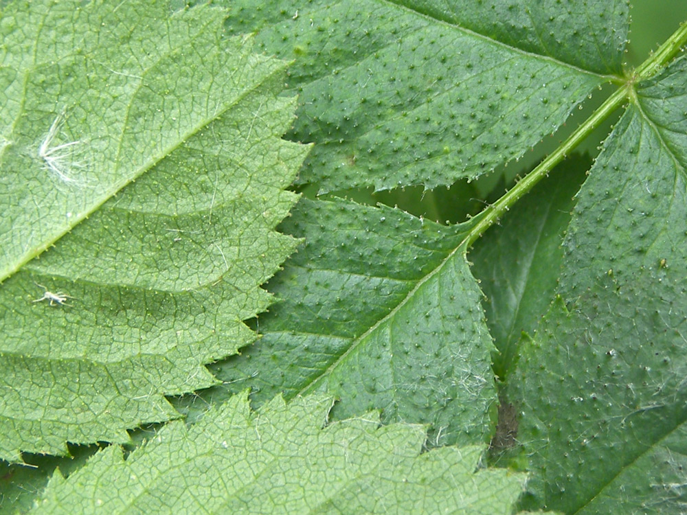 Image of Rosa valentinae specimen.