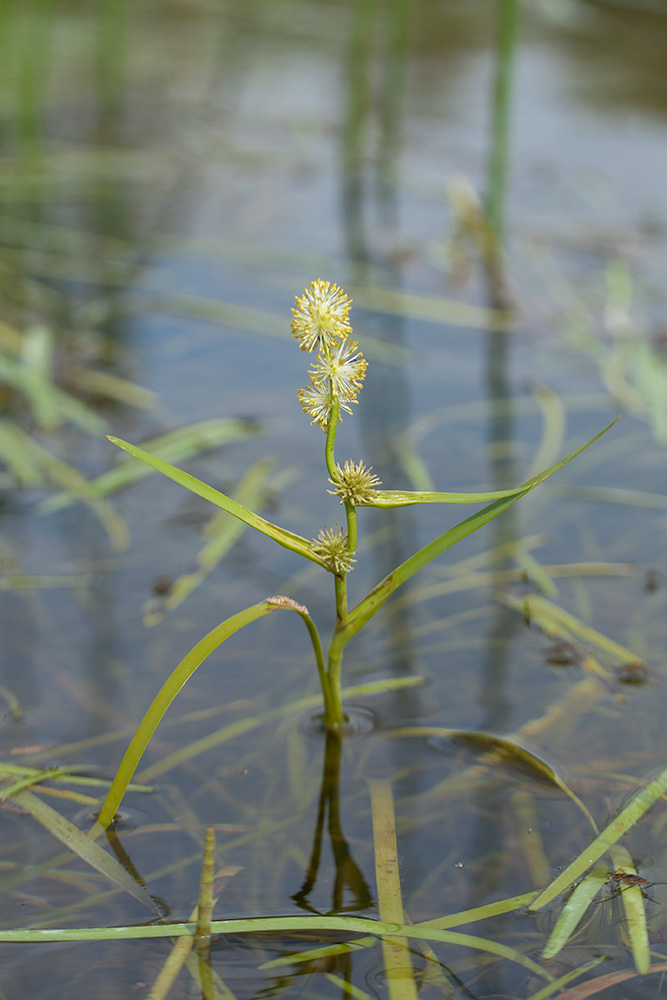 Image of Sparganium &times; oligocarpum specimen.