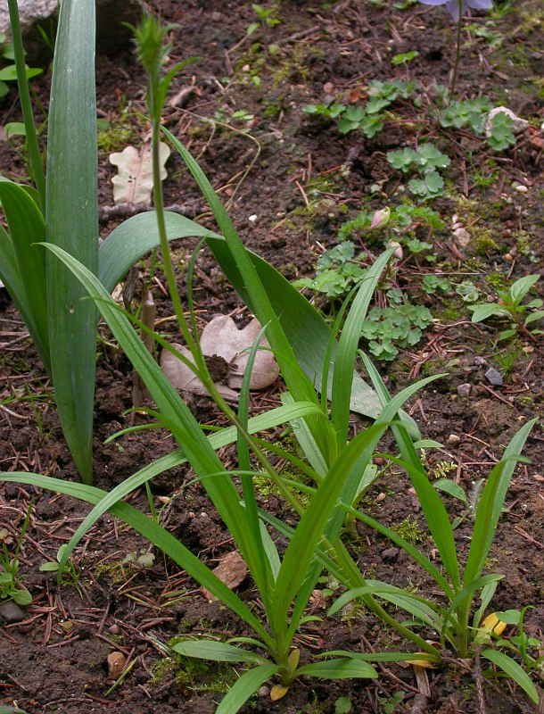 Image of Acanthocalyx nepalensis specimen.