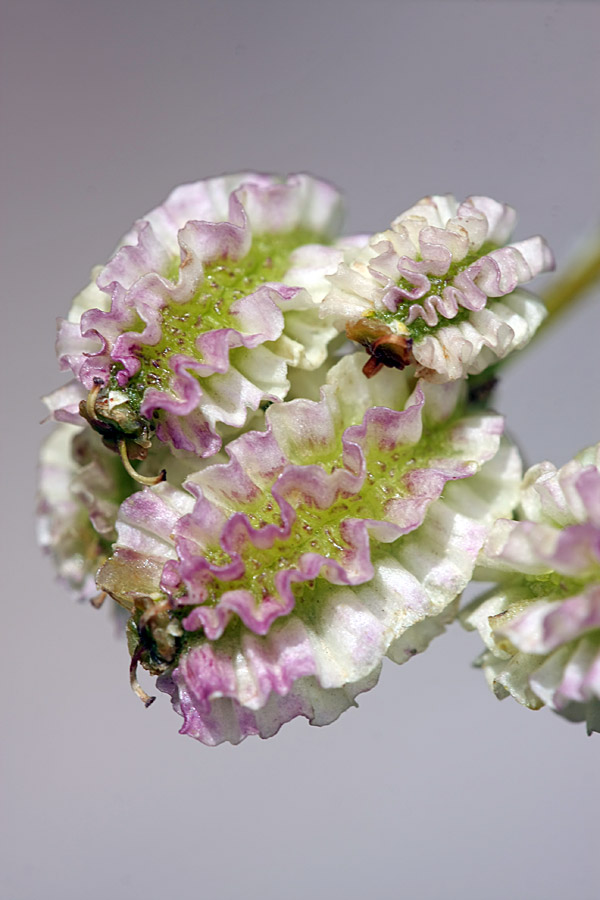 Image of Prangos pabularia specimen.