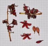 Sterculia foetida