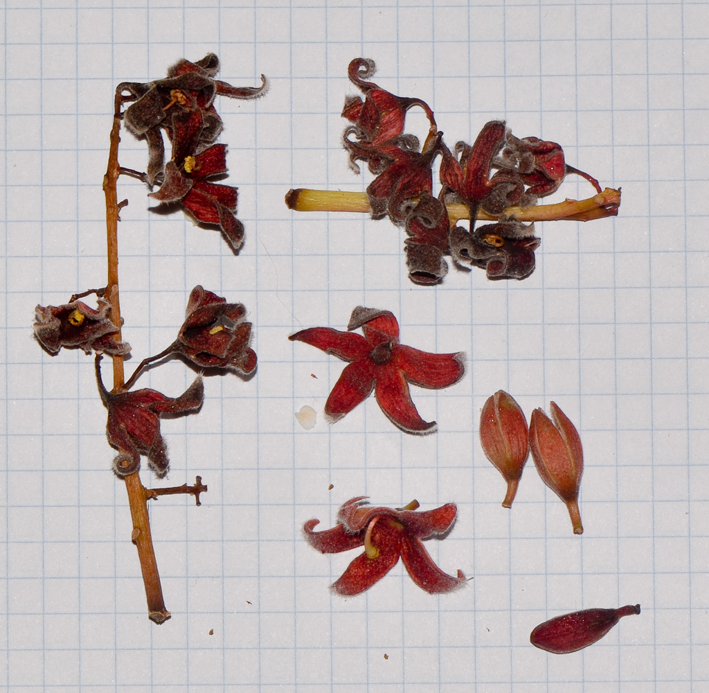 Изображение особи Sterculia foetida.