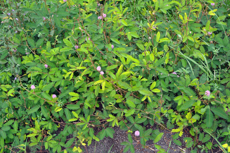 Image of Mimosa pudica specimen.
