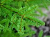 Picea obovata