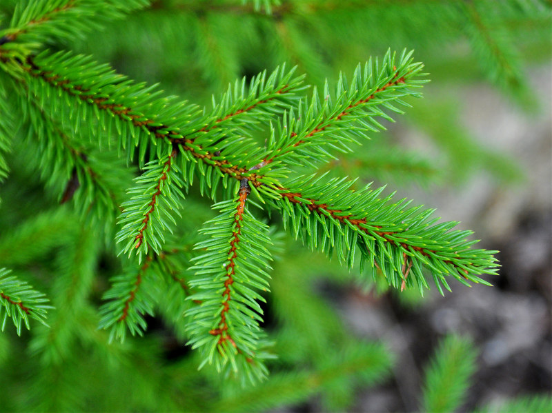 Изображение особи Picea obovata.