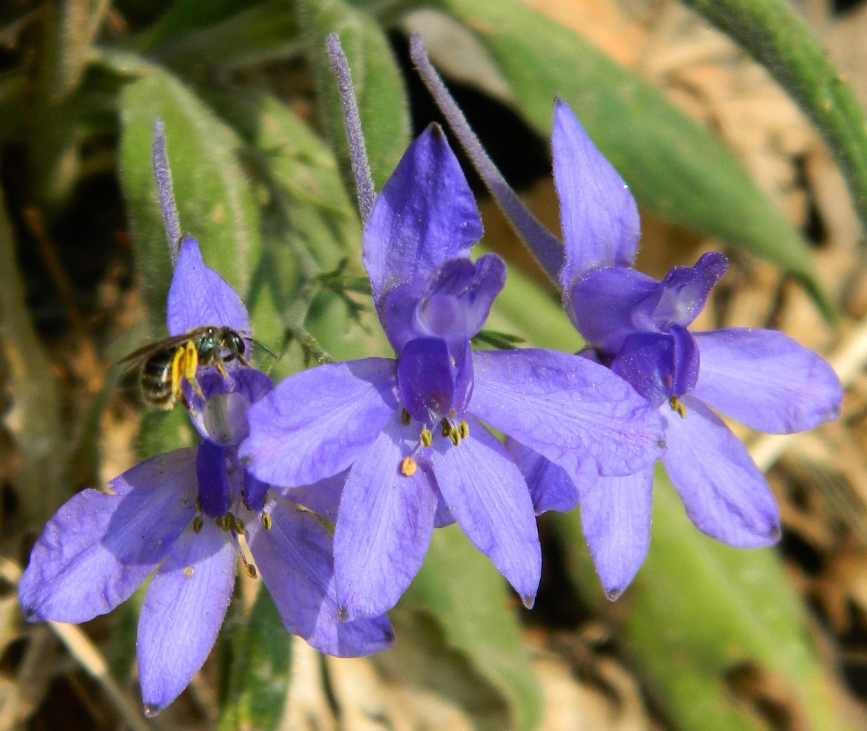 Image of Delphinium consolida specimen.