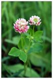 Trifolium hybridum. Верхушка цветущего растения. Республика Татарстан, г. Казань. 24.06.2006.
