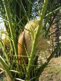 Phoenix dactylifera