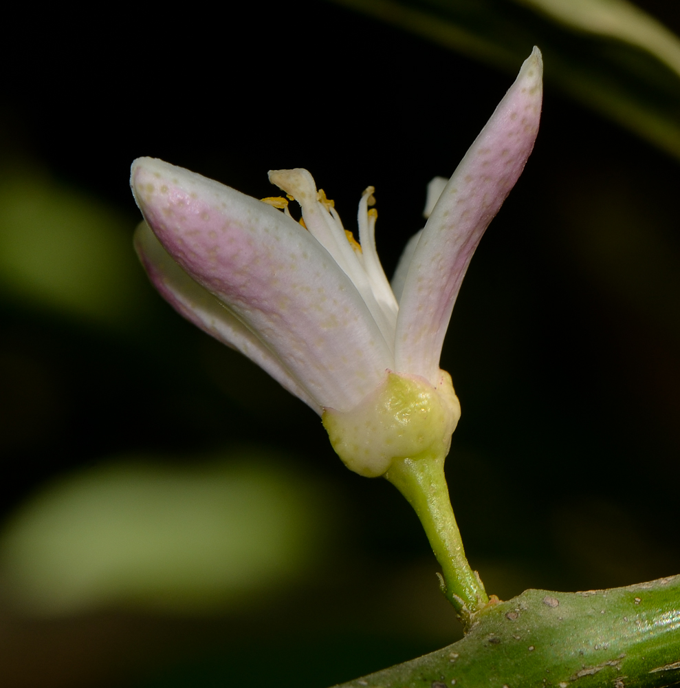 Image of Citrus limon specimen.