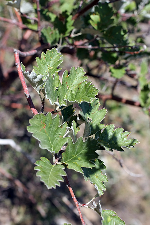 Image of Sorbus persica specimen.