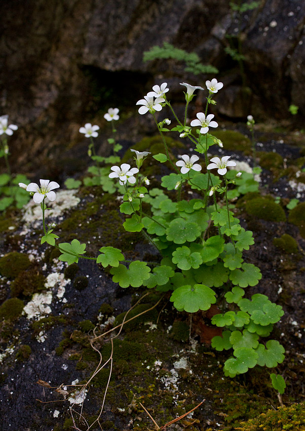 Изображение особи Saxifraga sibirica.