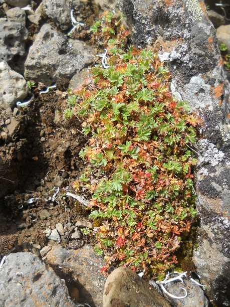 Image of Potentilla elegans specimen.