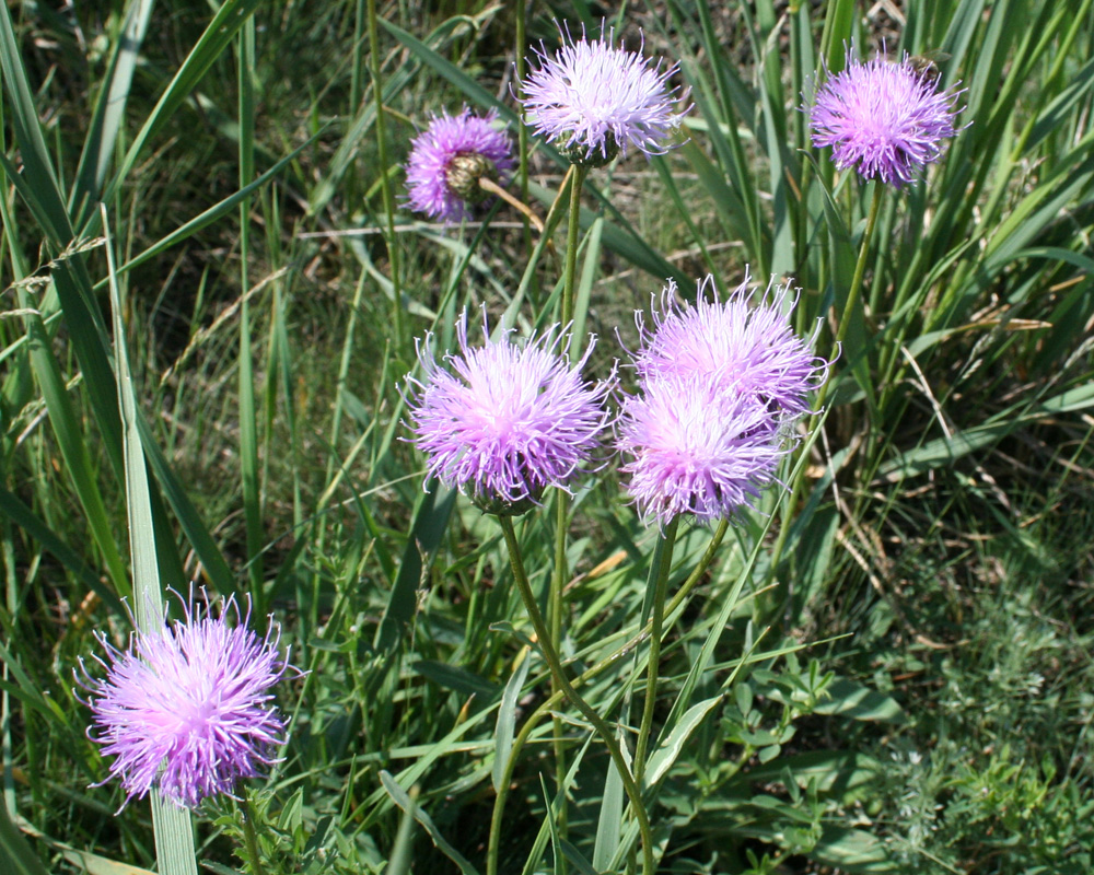 Image of Klasea marginata specimen.