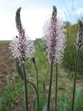 Plantago urvillei. Верхушка растения с соцветиями разной стапени развития. Казахстан, Акмолинская обл., Тенгиз-Кургальджинская впадина, Кургальджинский запов., сев. берег оз. Шолак. 29 мая 2011 г.