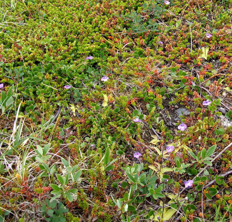 Изображение особи Pinguicula vulgaris.