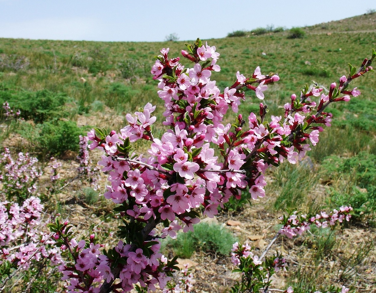 Image of Cerasus tianshanica specimen.