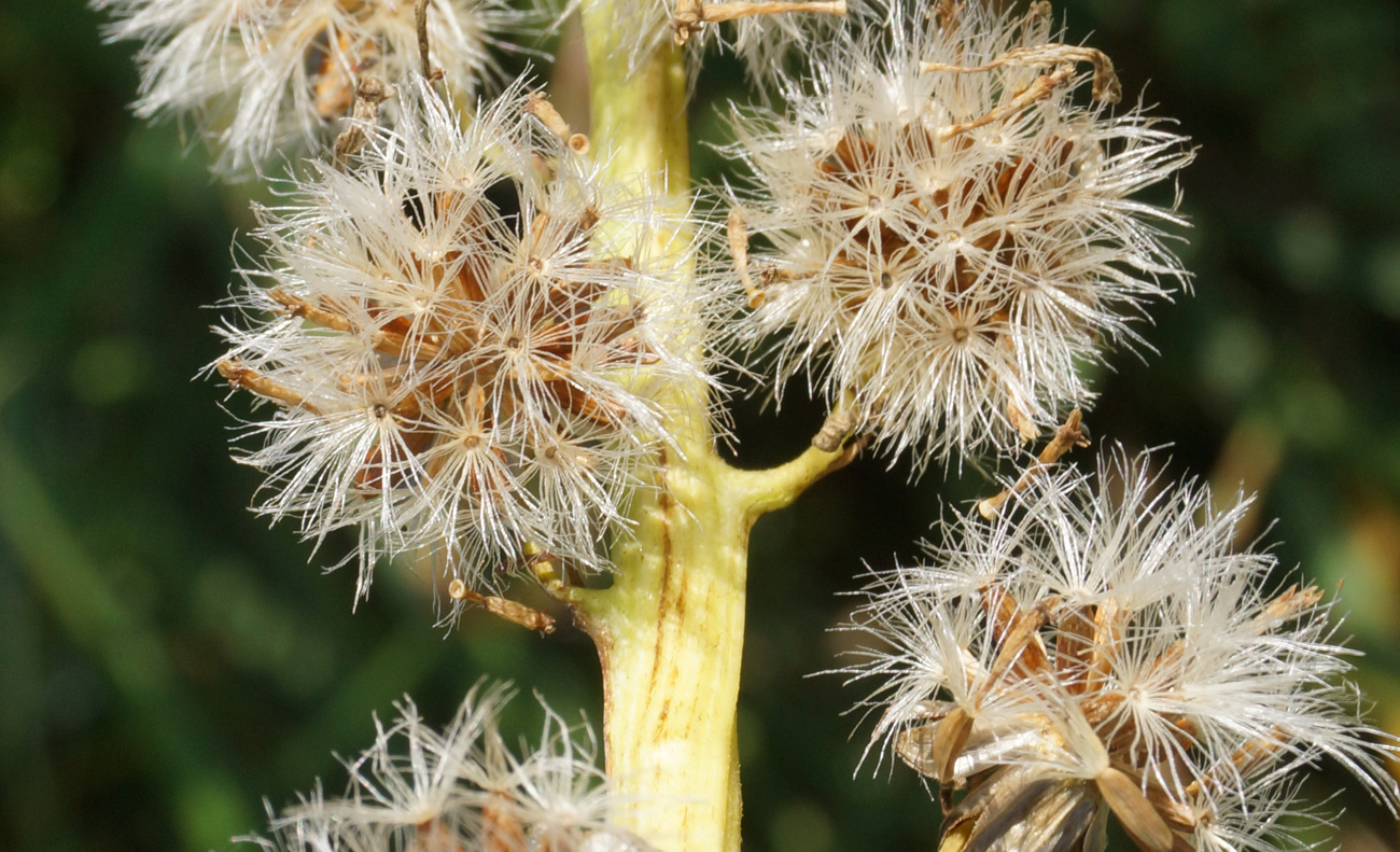 Image of Ligularia altaica specimen.