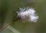 Eriophorum vaginatum. Верхушка побега с соплодием. Ленинградская обл., Ломоносовский р-н, долина р. Шингарка, сфагновое болото. 05.07.2015.