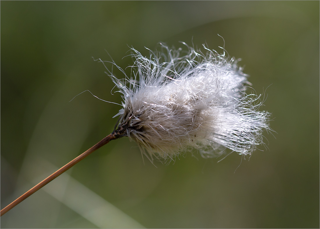 Image of Eriophorum vaginatum specimen.