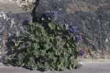 Nepeta noraschenica