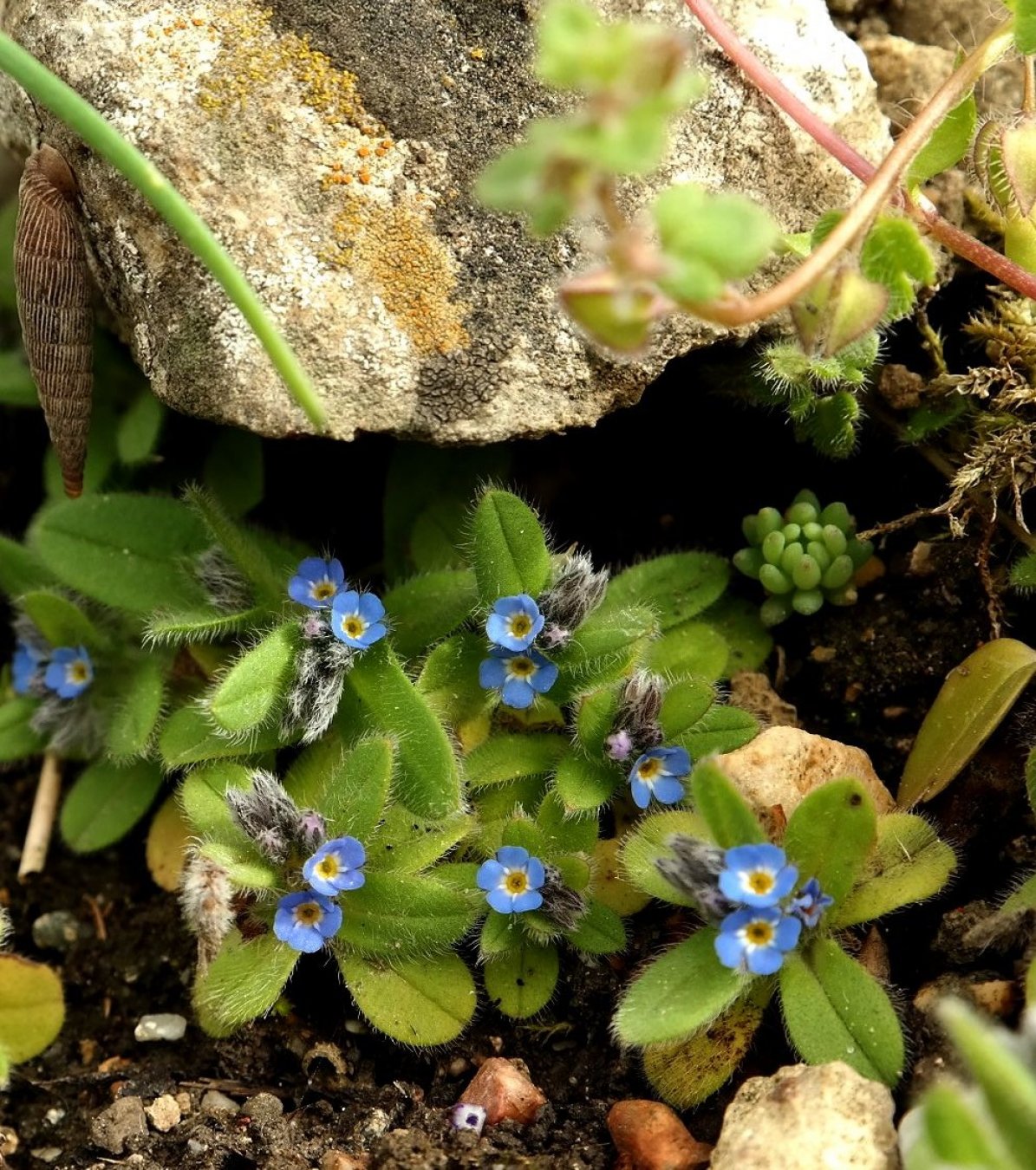 Изображение особи Myosotis incrassata.