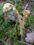Hypopitys monotropa. Цветущие растения. Свердловская обл., окр. г. Североуральск, травяно-моховой сосняк с елью на известняках. 02.08.2006.