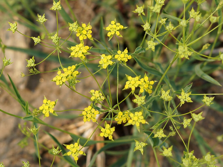 Изображение особи Bupleurum scorzonerifolium.