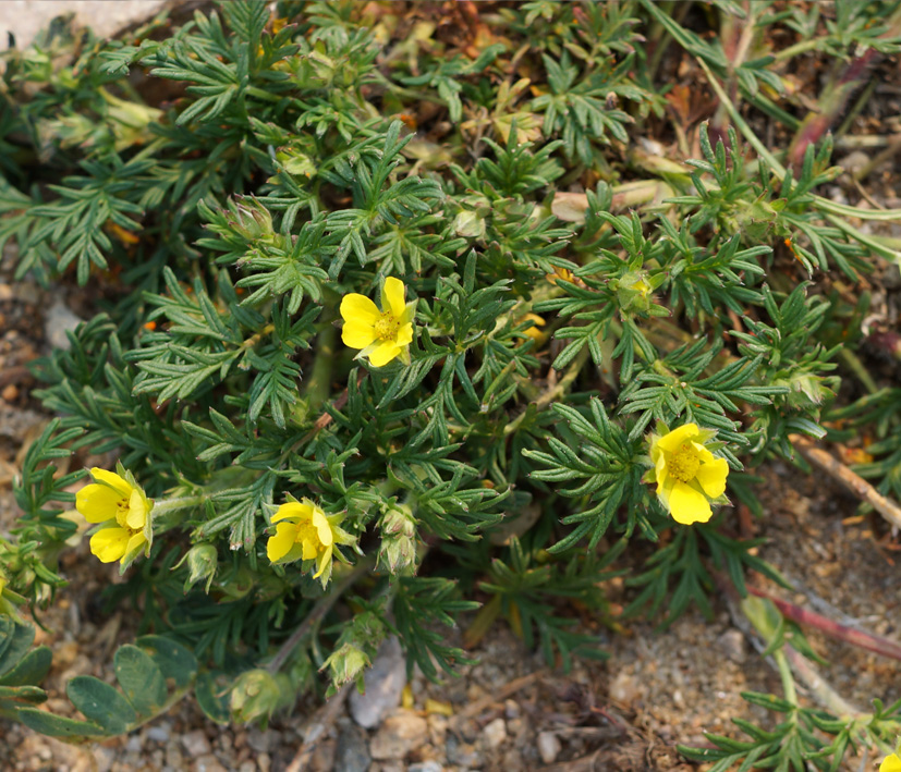 Изображение особи Potentilla multifida.