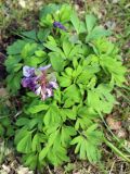 Corydalis solida