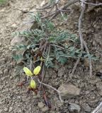 Astragalus jolderensis