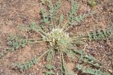 Astragalus scabrisetus. Цветущее растение. Казахстан, Чу-Илийские горы, глинисто-щебнистая предгорная равнина. 07.05.2016.