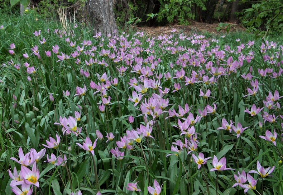 Изображение особи Tulipa riparia.