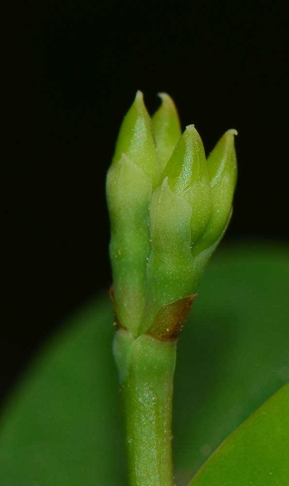 Изображение особи Euphorbia splendens.