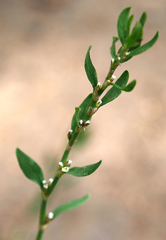 Изображение особи Polygonum aviculare.