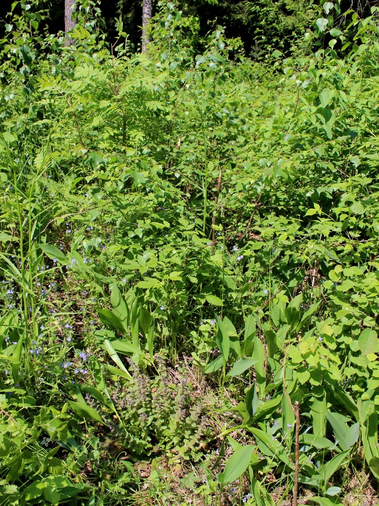 Image of Ajuga pyramidalis specimen.