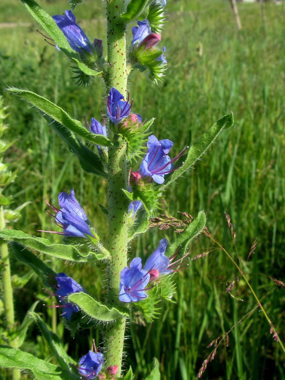 Изображение особи Echium vulgare.