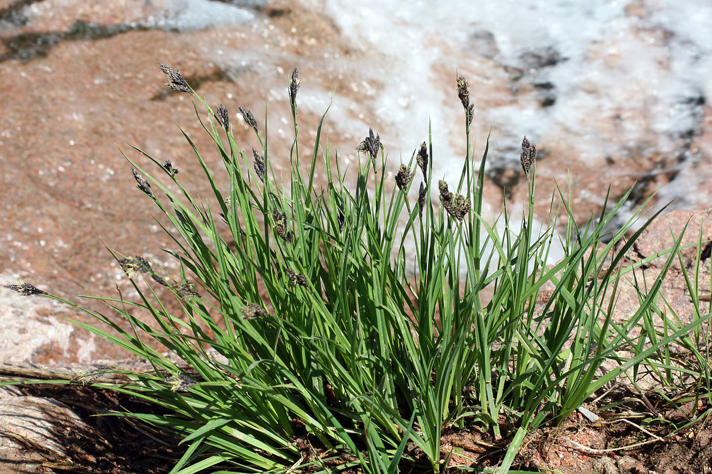 Изображение особи Carex orbicularis.