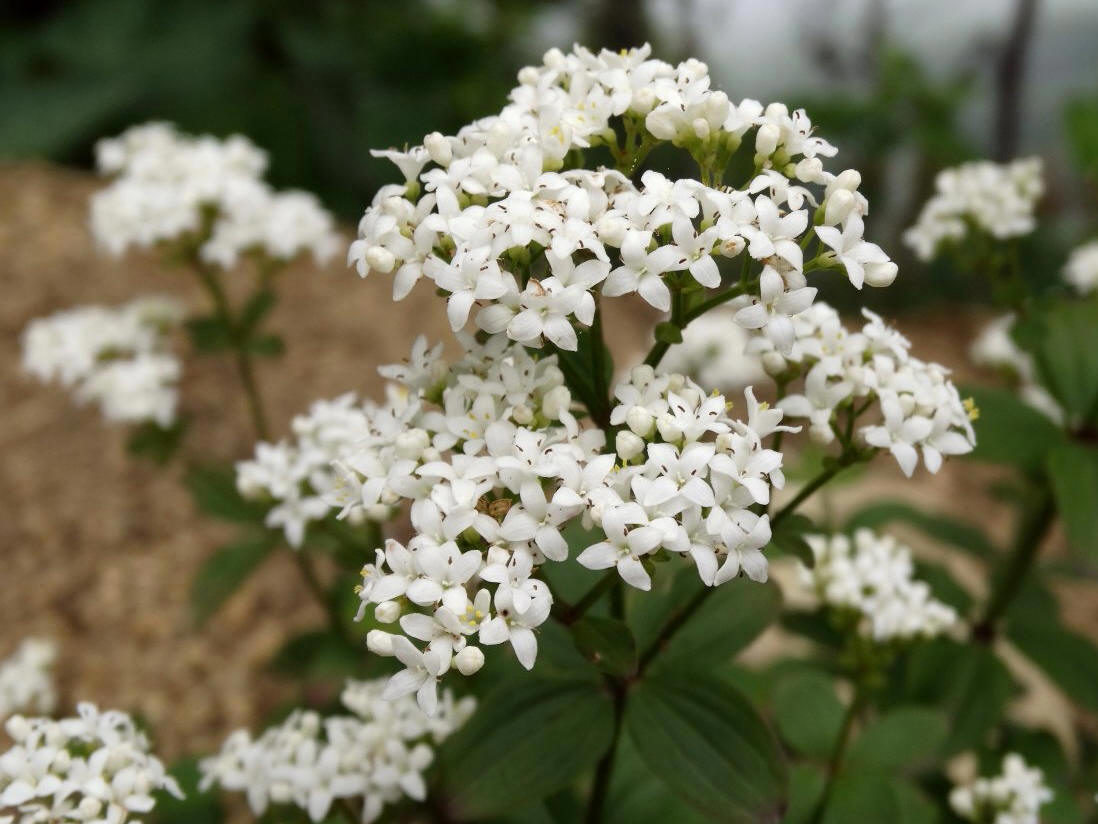 Изображение особи Galium platygalium.