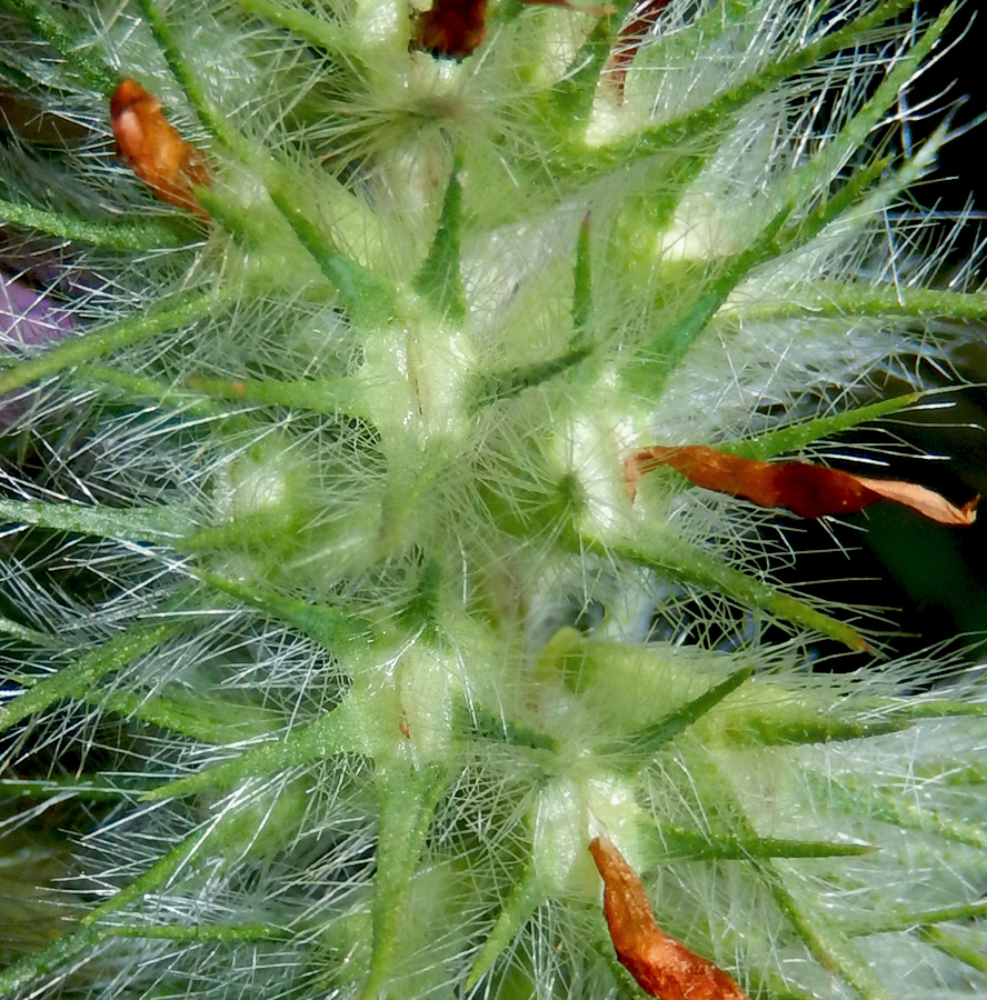 Image of Trifolium angustifolium specimen.