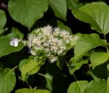 Hydrangea petiolaris