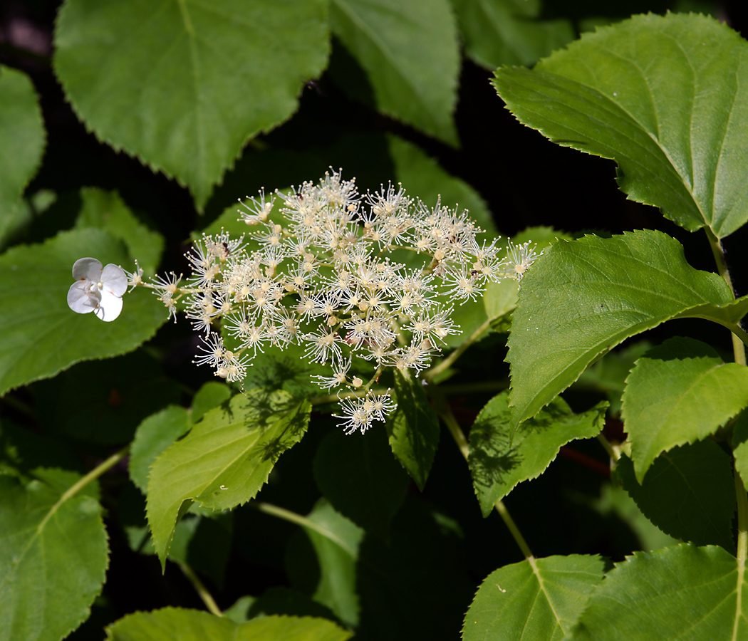 Image of Hydrangea petiolaris specimen.