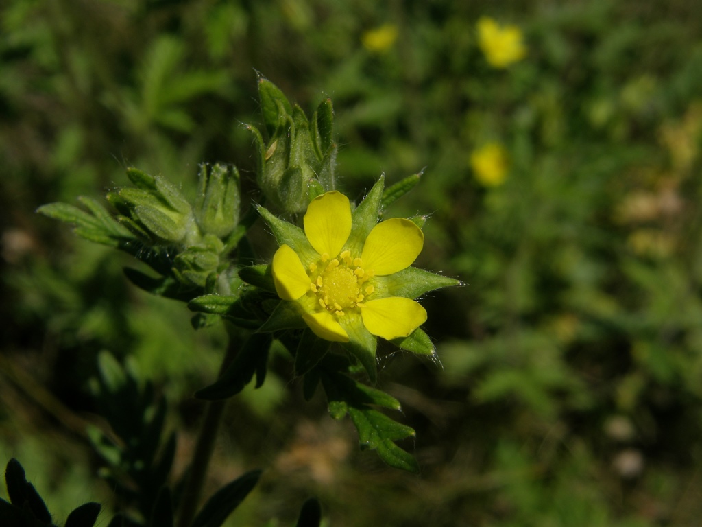 Image of Potentilla longifolia specimen.
