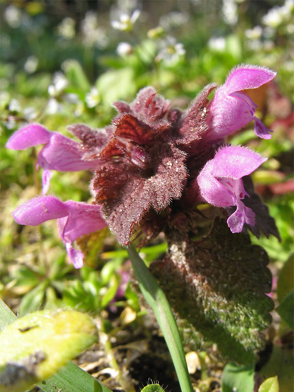 Изображение особи Lamium purpureum.