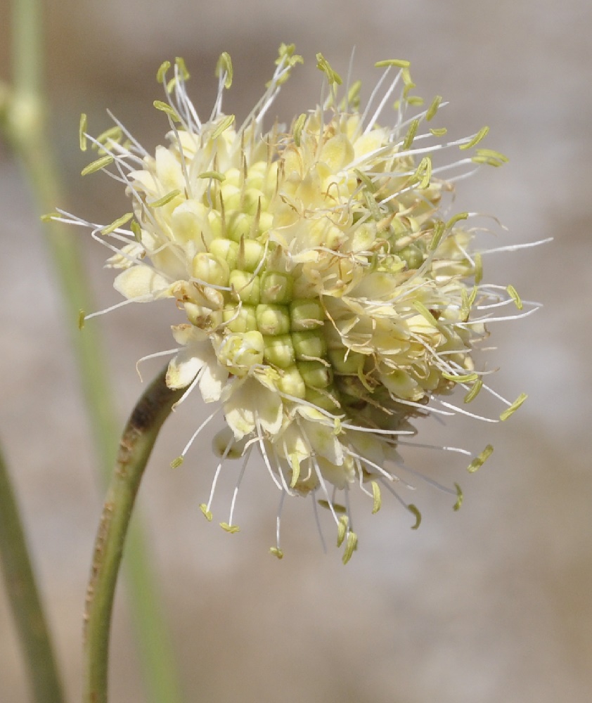 Image of Cephalaria ambrosioides specimen.