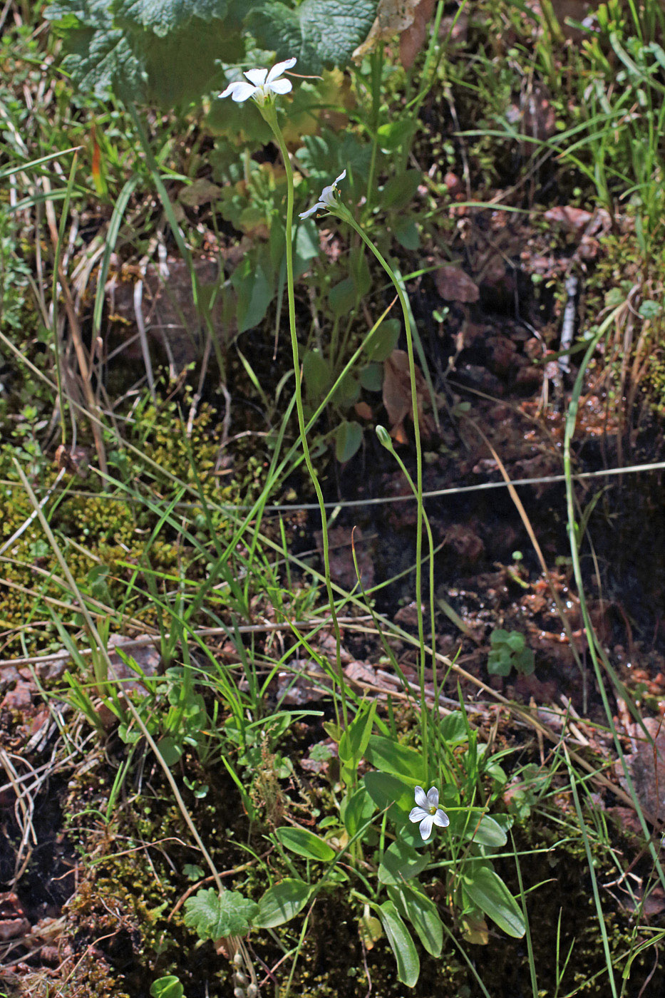 Изображение особи Parnassia laxmannii.