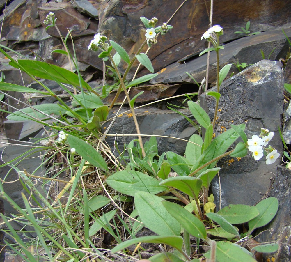 Изображение особи Tianschaniella umbellulifera.