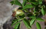 Rosa cuspidata. Листья и плод. Республика Адыгея, Майкопский р-н, ок. 3 км к северу от пос. Гузерипль, восточный склон горы Казачья, выс. ок. 1200 м н.у.м., луг со скальными обнажениями. 24.07.2016.