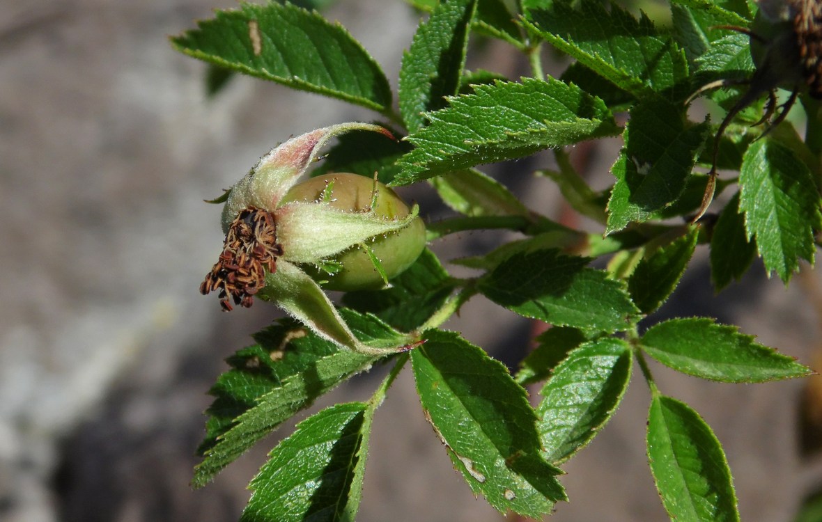 Image of Rosa cuspidata specimen.